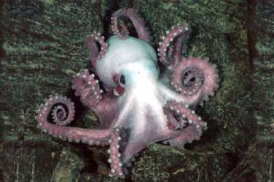 b2ap3_thumbnail_Octopus-1.jpg